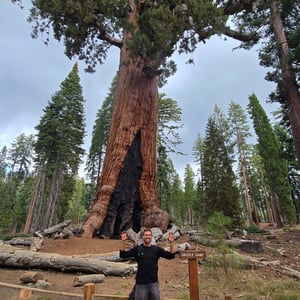 Giant Grizzly TREE REDWOOD by David