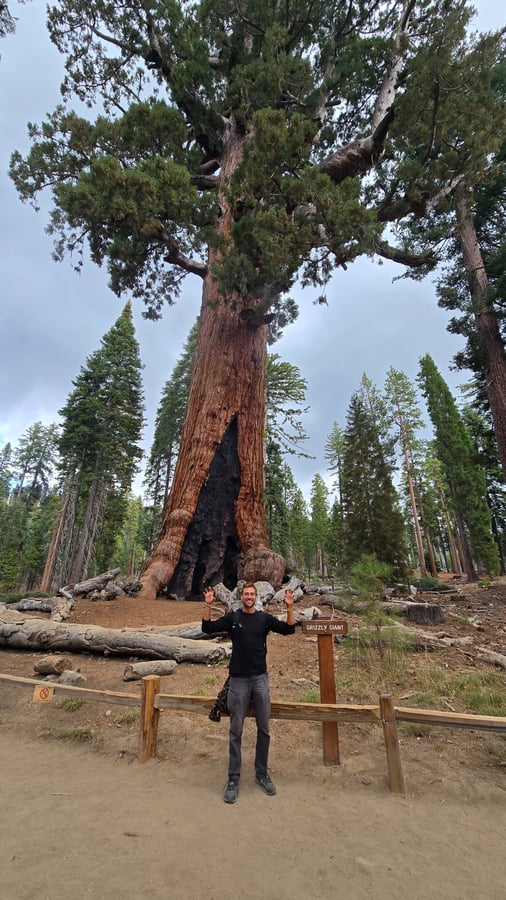 Gigante Grizzly ÁRBOL SECOWOOD, Estados Unidos