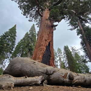 Giant Grizzly TREE REDWOOD by David
