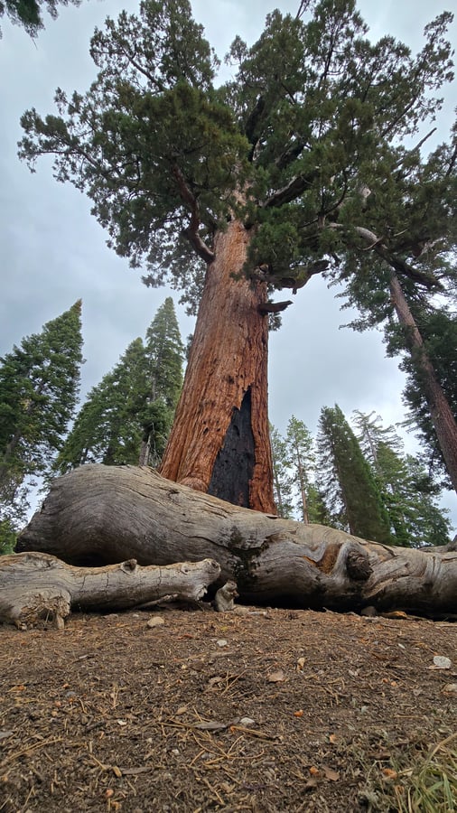 Giant Grizzly TREE REDWOOD, United States