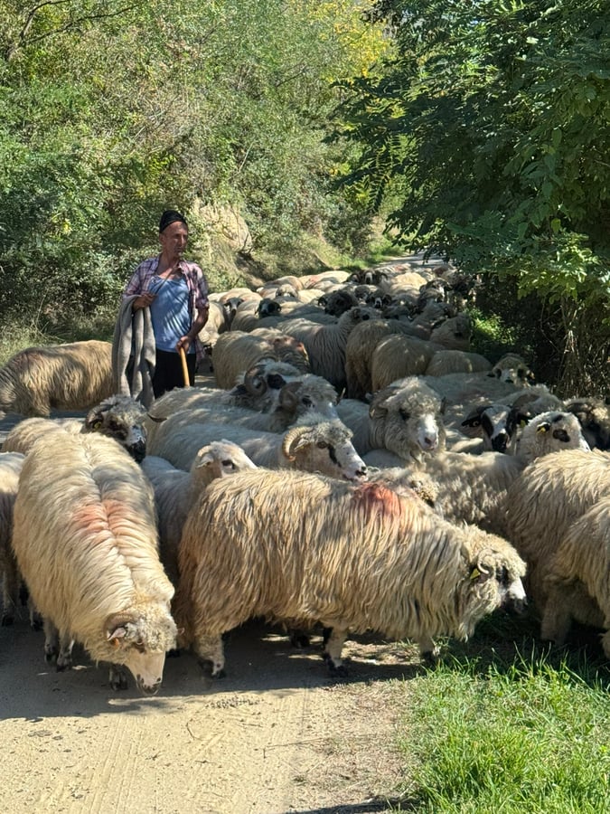 Waiting for the Sheep!, Romania
