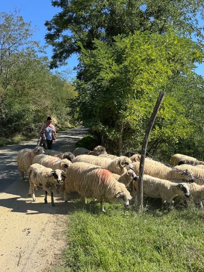 Waiting for the Sheep!, Romania