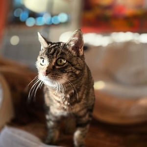 Hideout: Mama Lo" by David