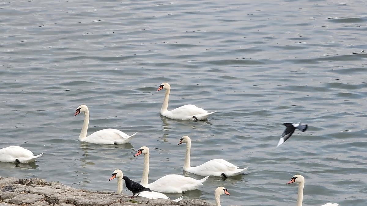 Cigni lungo il fiume Danubio in città, Serbia