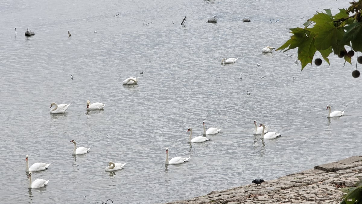 Cigni lungo il fiume Danubio in città, Serbia