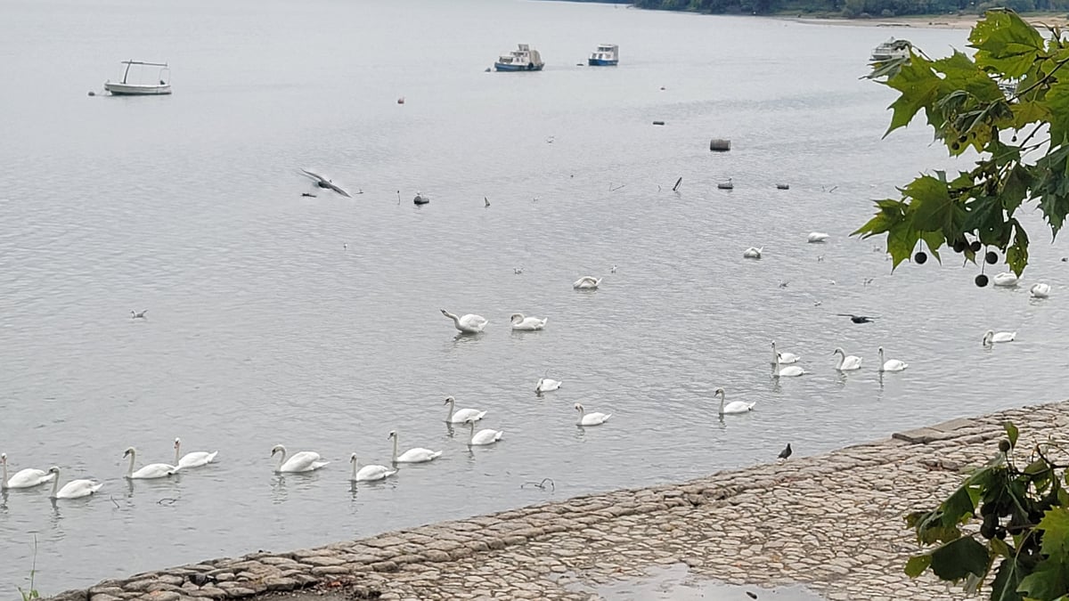Cigni lungo il fiume Danubio in città, Serbia