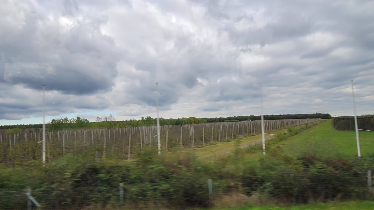 Croatian vineyards, Croatia