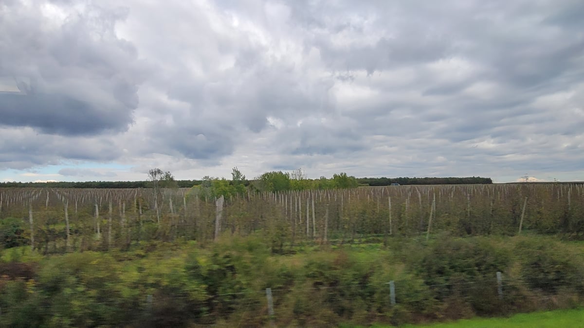 Croatian vineyards, Croatia