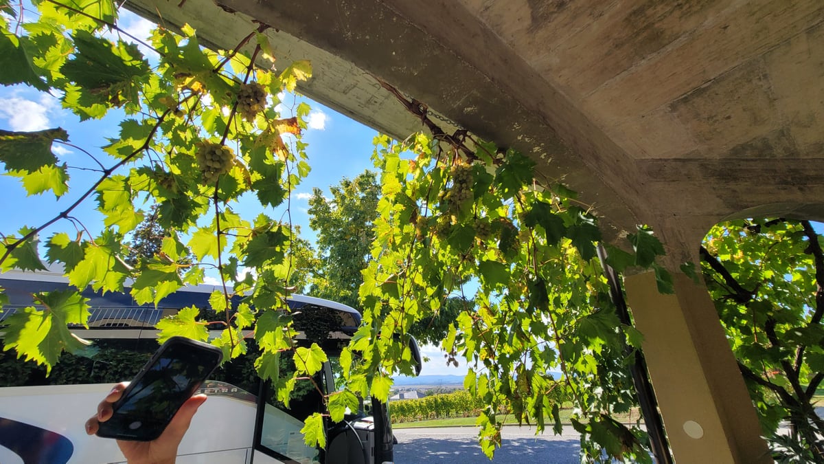 Vineyard in Kutjevo, Croatia