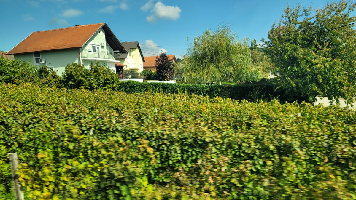 Vineyard in Kutjevo, Croatia
