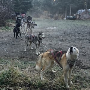 Sledding At Dawn by David