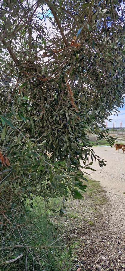 Olives?, Portugal