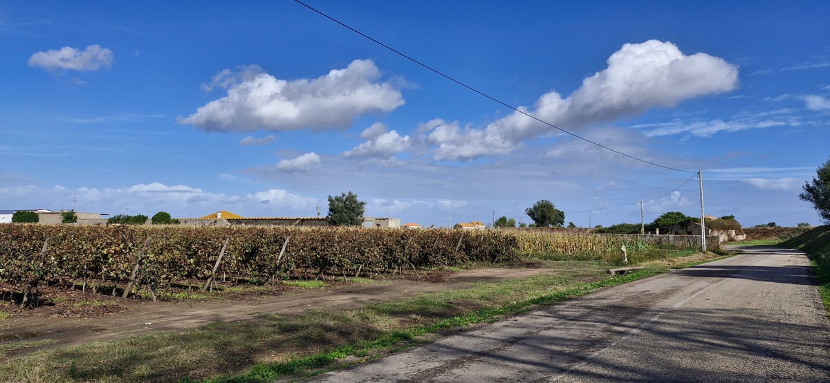 A Few Vineyards Starting To Be Seen, Portugal
