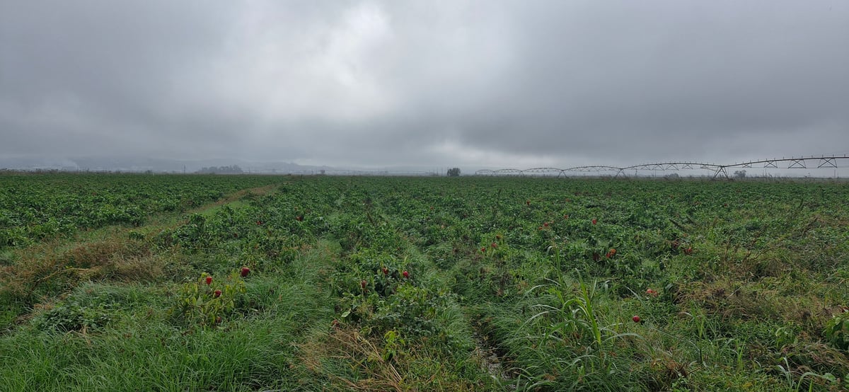 Peppers In The Fields, Portugal