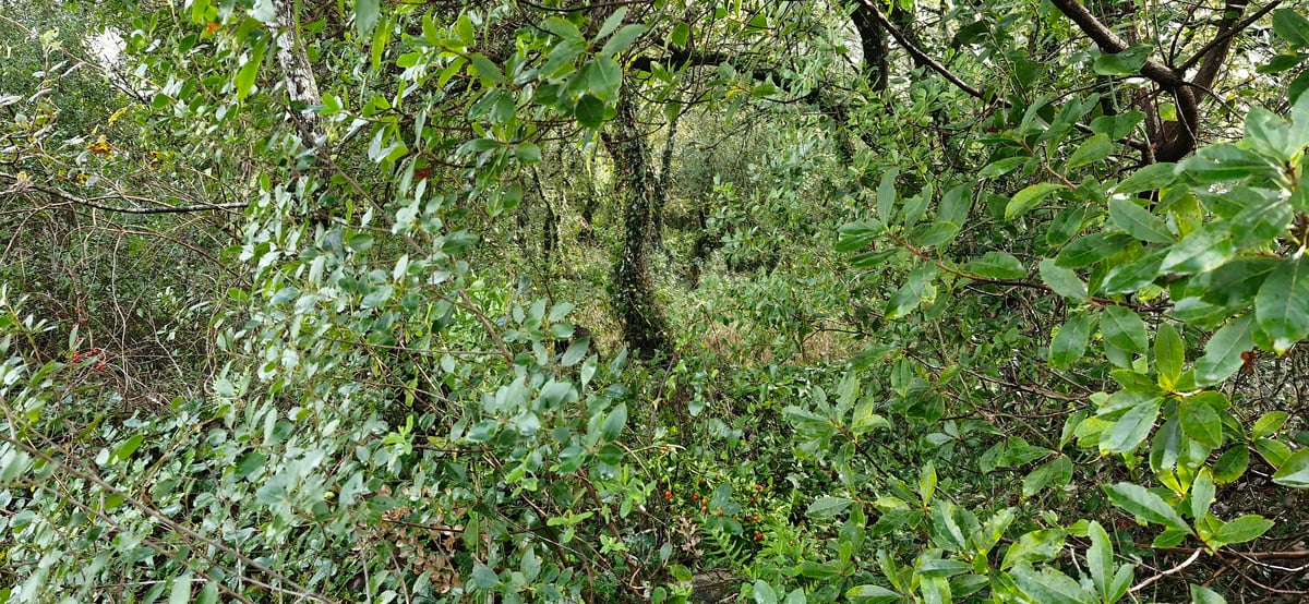 Some Lovely Paths, Portugal