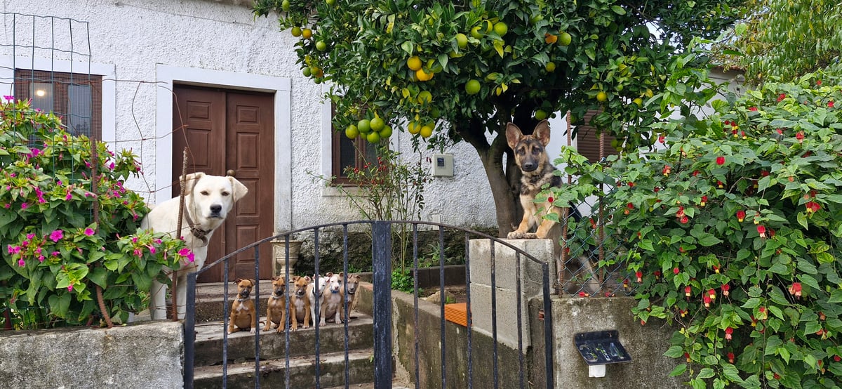 Cagnolini, Portogallo
