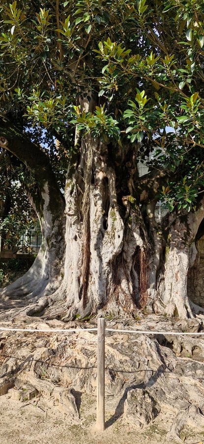 Botanische Gärten, Portugal