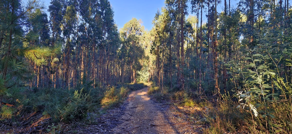 Sentieri forestali, Portogallo