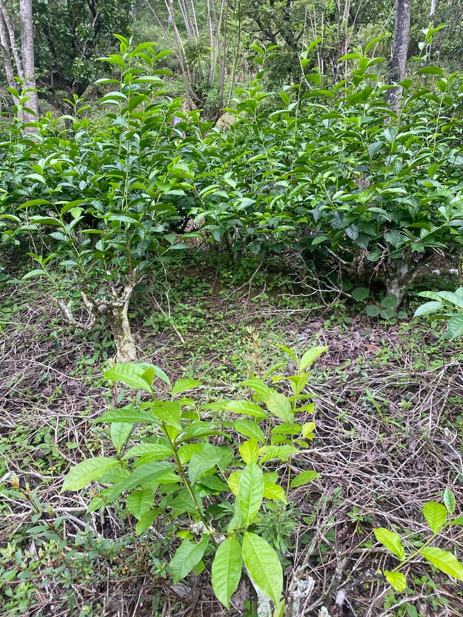 16 Dec 2025 - 08:47, Sri Lanka