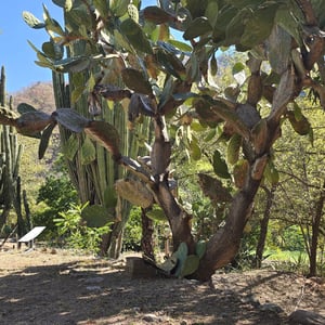 Entre Amigos by David