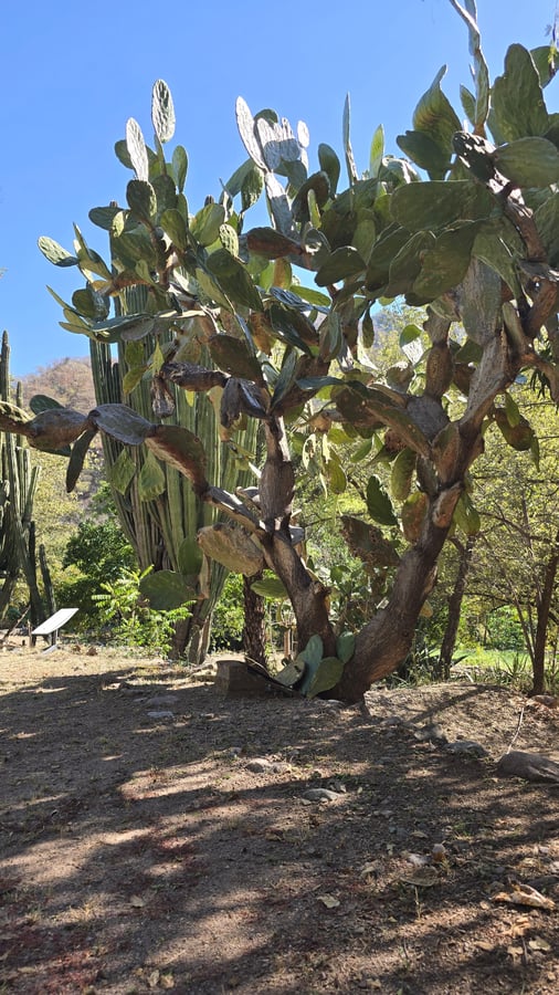 Entre Amigos, México