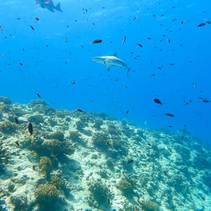 Sailing Aratika | Sharks And Beach Days by Adam