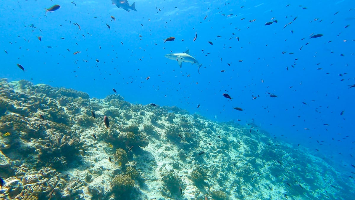 Sailing Aratika | Sharks And Beach Days