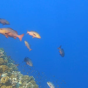 Sailing Aratika | Sharks And Beach Days by Adam