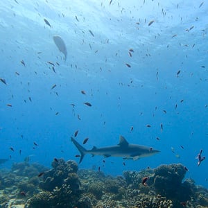 Sailing Aratika | Sharks And Beach Days by Adam