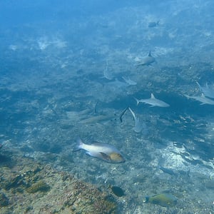 Sailing Aratika | Sharks And Beach Days by Adam