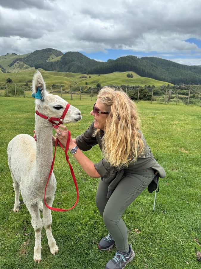 Cancelled hike = Alpaca walking, New Zealand