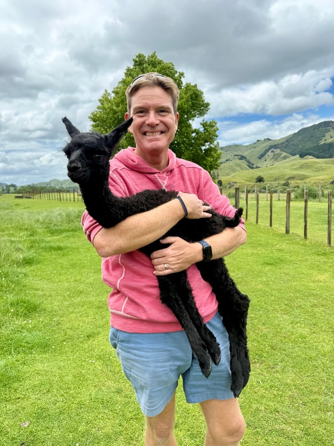 Cancelled hike = Alpaca walking, New Zealand
