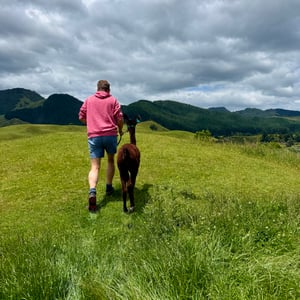 Cancelled hike = Alpaca walking by Nick