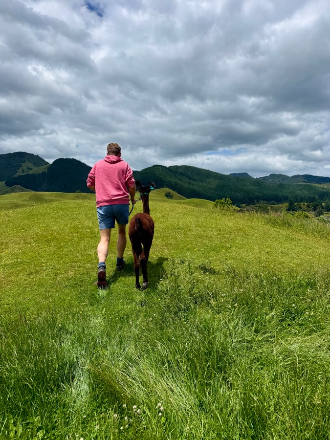 Caminata cancelada = Caminata con alpacas, Nueva Zelanda