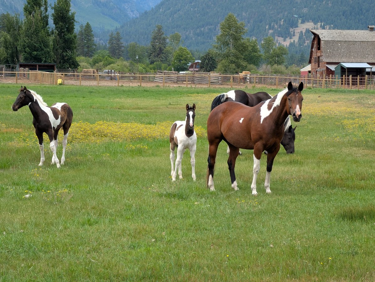 Horses!, United States