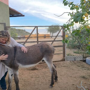 East Cape Critters - Animal Rescue by David