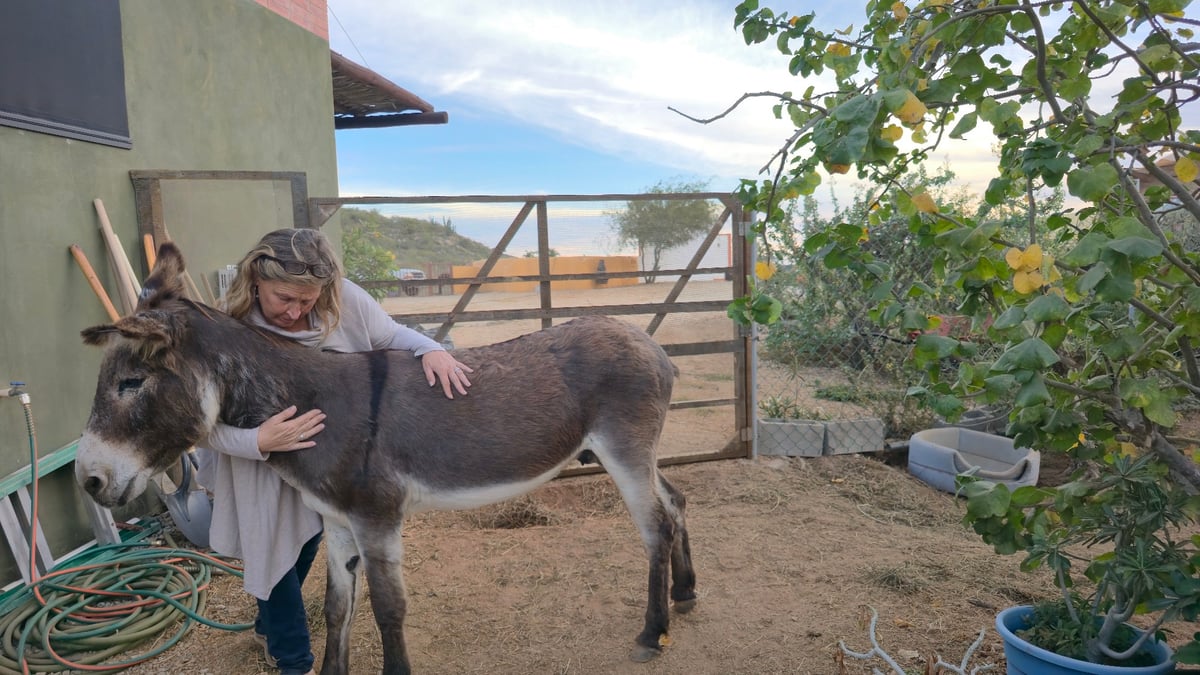 East Cape Critters - Rescate de animales, México