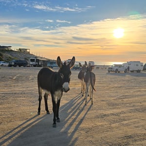 Donkeys At Baja by David