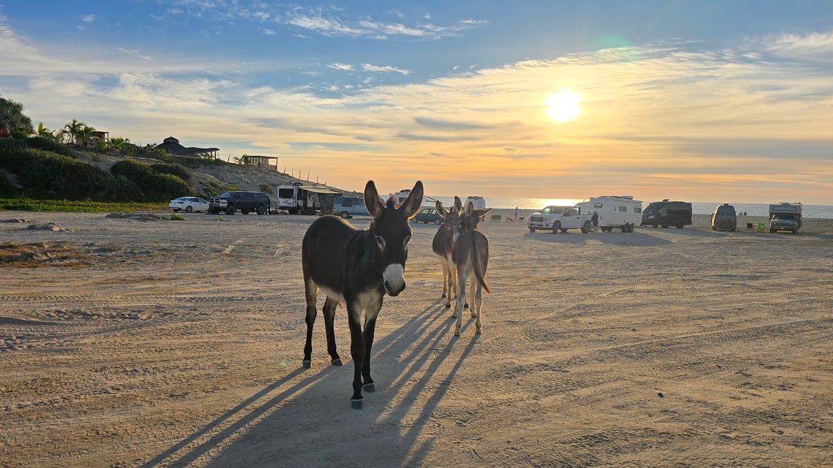 Donkeys At Baja, Mexico