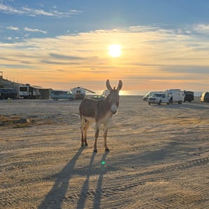 Donkeys At Baja by David