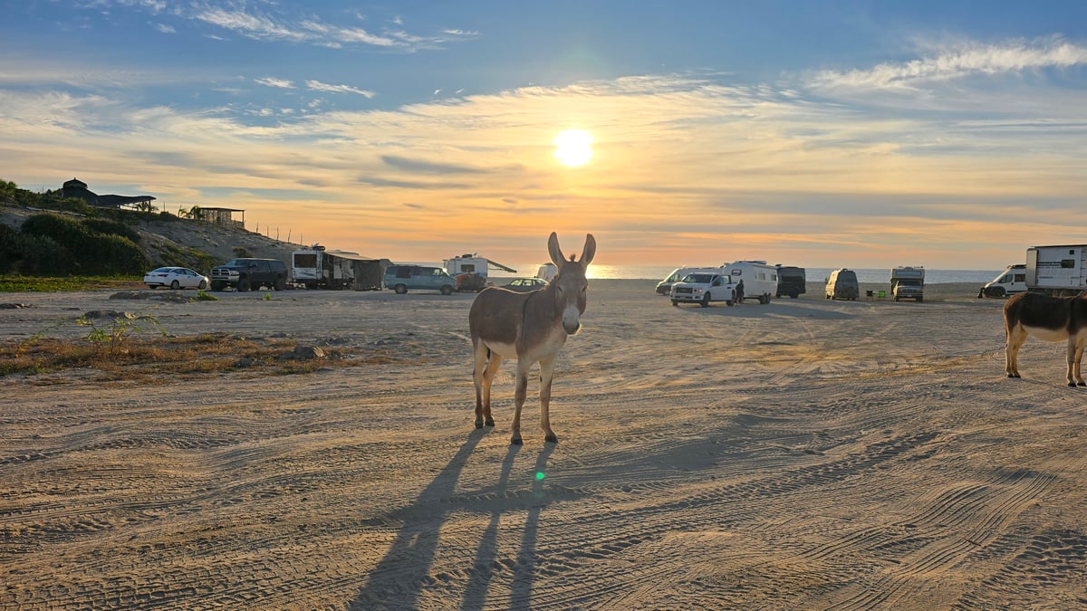 Donkeys At Baja, Mexico