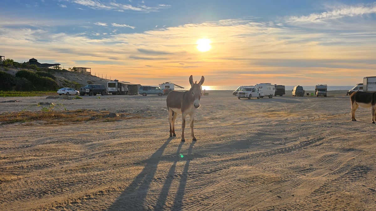 Burros en Baja, México