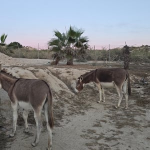 Donkeys At Baja by David