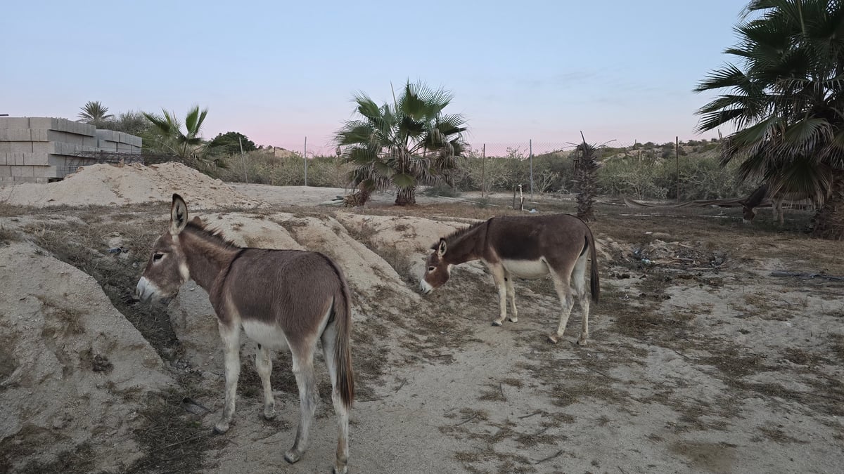 Esel in Baja, Mexiko