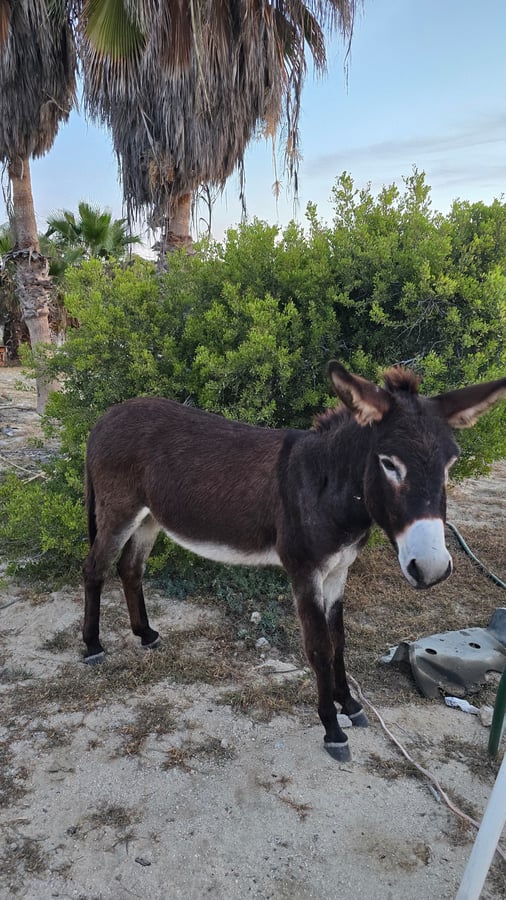 Esel in Baja, Mexiko