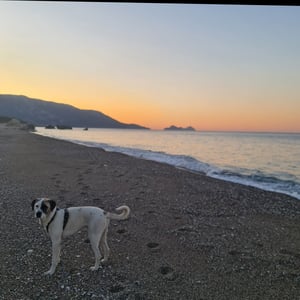 19 Jan 2026 - 21:04 by Alkan