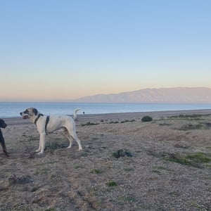 19 Jan 2026 - 21:04 by Alkan