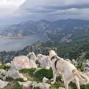 22 Jan 2026 - 11:19 by Alkan