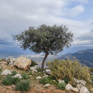 22 Jan 2026 - 11:29 by Alkan