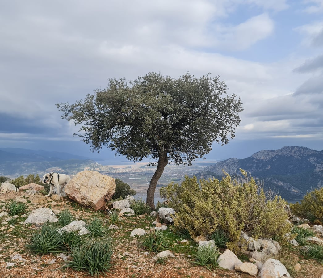 22 Jan 2026 - 11:29, Türkiye